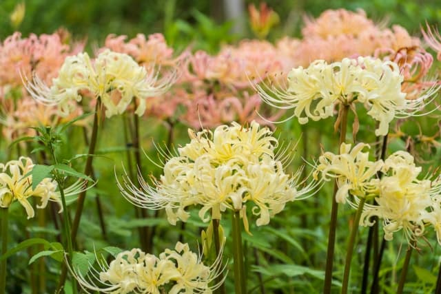 秋分の日、お彼岸といえば彼岸花　彼岸花の画像